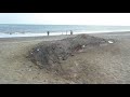 Dead whale at Withernsea months later 2