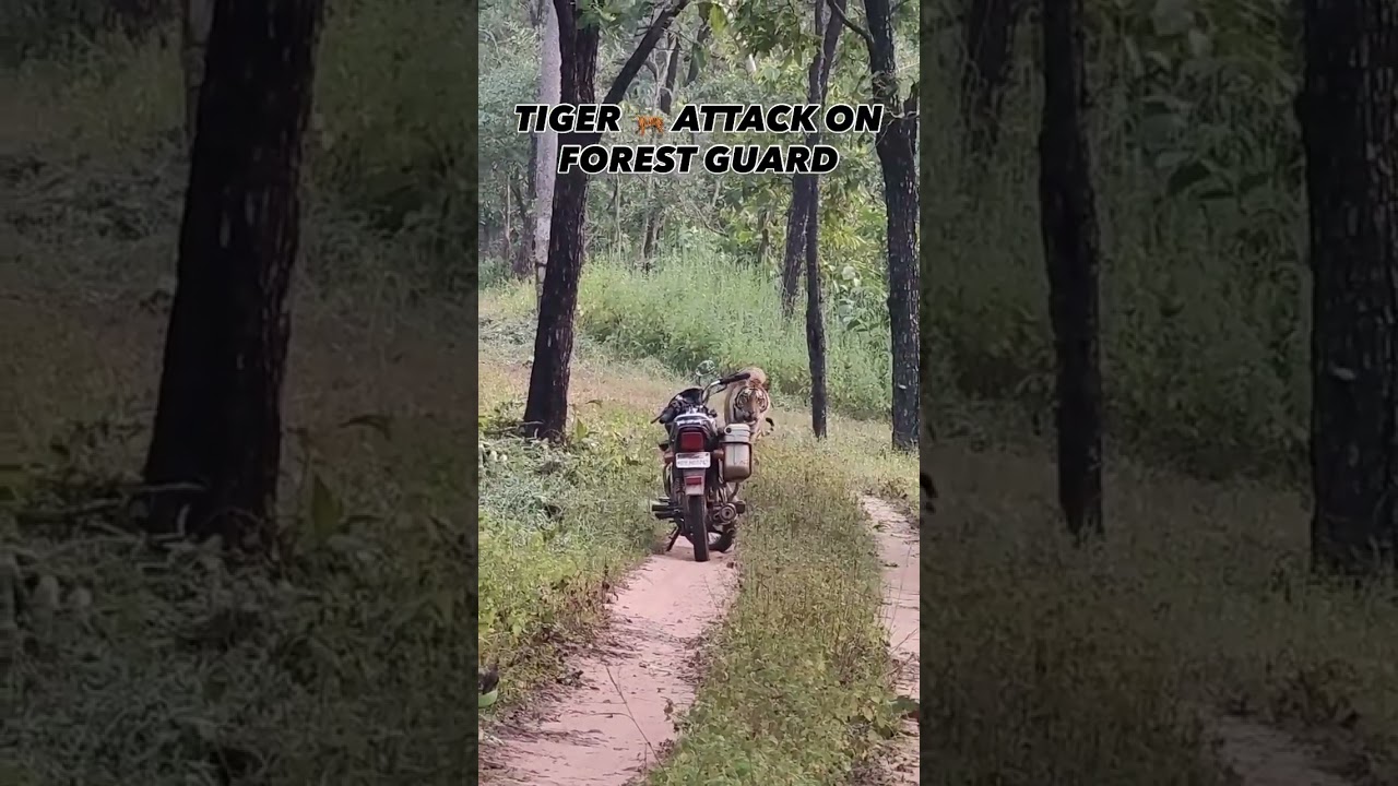 TIGER ATTACK ON FOREST GUARD