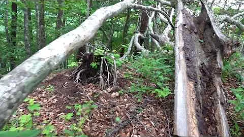 تحميل ブナ科のミズナラ