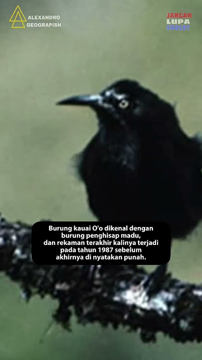 kicauan Burung kauai terakhir, sebelum kepunahanya!!! #shorts #sejarah