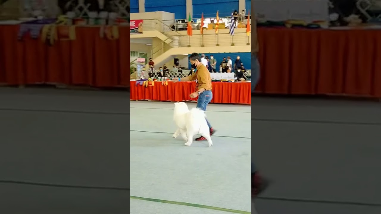 2022 Dog Show In PCCI Marikina YouTube 2022 Dog Show In PCCI Marikina YouTube