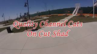 Quality Channel Cats On Cut Shad
