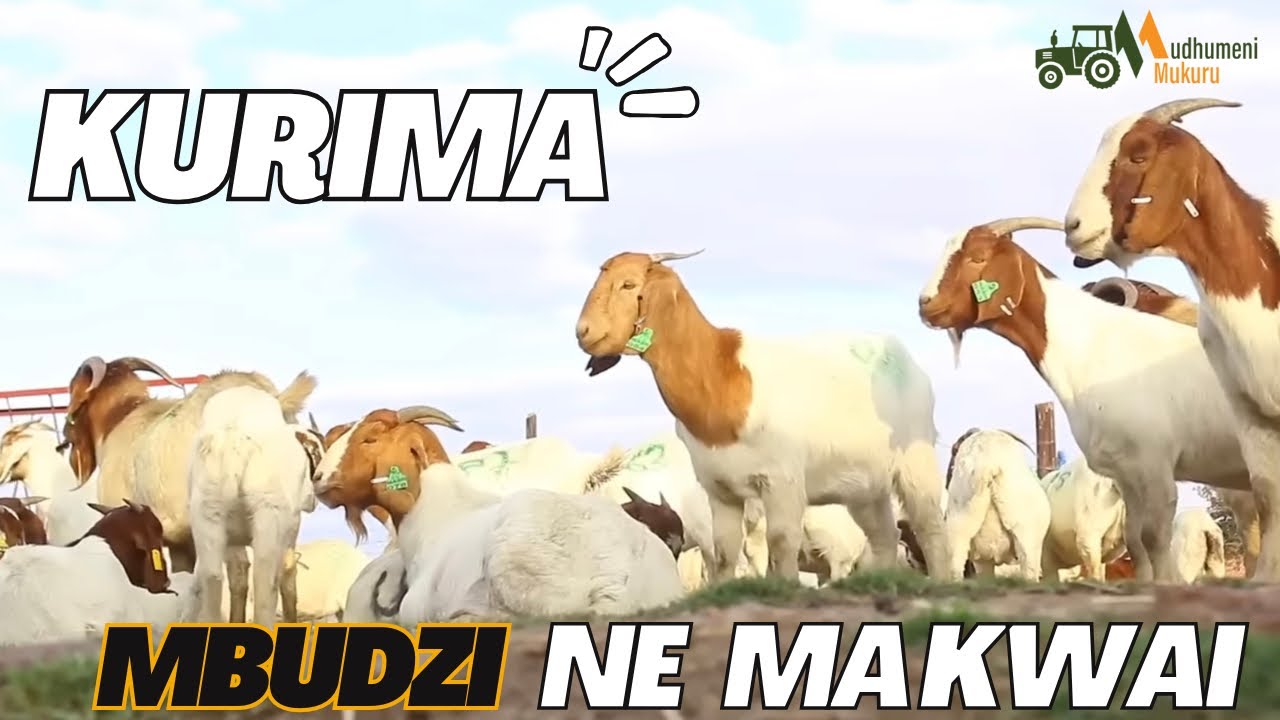 Kurima Mbudzi neMakwai: Nzira yePundutso Inobva Mukushanda Nenjere