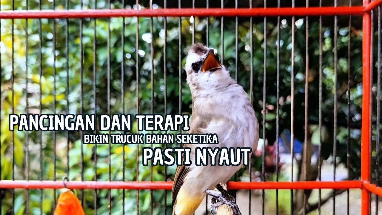 TRUCUKAN GACOR TARUNG ROPEL PANJANG Pancingan trucukan Agar Bunyi Jadikan Burung Trucuk Gacor Nyaut