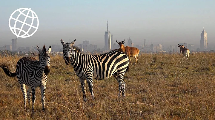 Nairobi National Park, Kenya  [Amazing Places 4K]