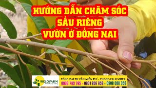 Ghé lại vườn sầu riêng của chú 7 ở Đồng Nai sau khi được hướng dẫn kỹ thuật | HƯỚNG DẪN  SẦU RIÊNG