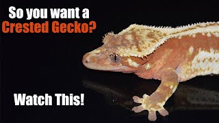 Getting your First Crested Gecko? Watch This!