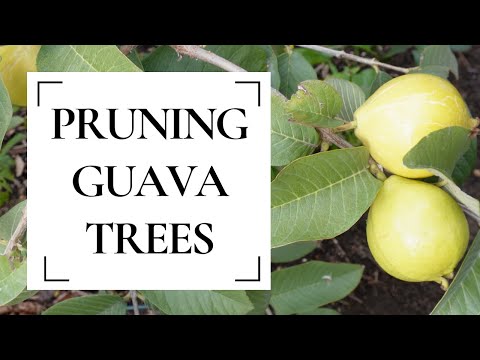 Video: Beskæring af et guavatræ: Hvornår og hvordan man beskærer et guavatræ