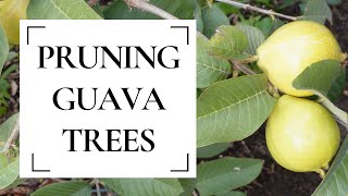 When and how to prune guava trees for maximum yields