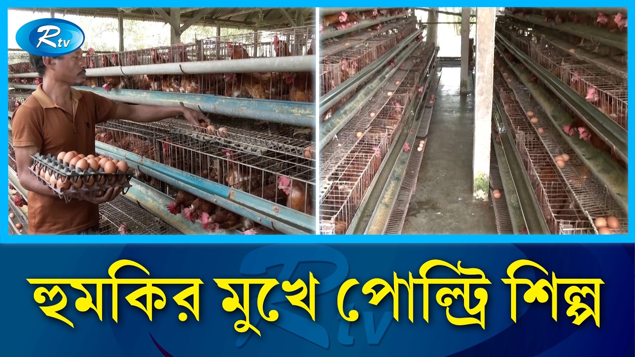 নানা প্রতিকূলতায় প্রান্তিক পর্যায়ের পোল্ট্রি খামারিরা একের পর এক বন্ধ করে দিচ্ছেন খামার | Rtv News