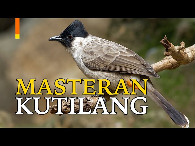 Suara Burung Kutilang Masteran Pilihan Kicau Mania | GACOR class=