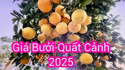 Cây bưởi cảnh bán Tết Tây 2025  tại ngã năm sân bay quốc tế cát bi Hải phòng