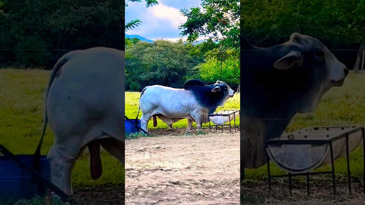 THE GRAY BRAHMAN BULL | BRAHMAN CATTLE FARM | S4SIDDIQUE 