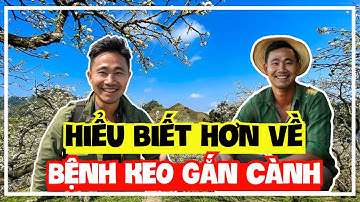 Cây Mận Hậu | Bệnh keo gắn cành và những điều cần biết ! | Sỹ Nguyễn official