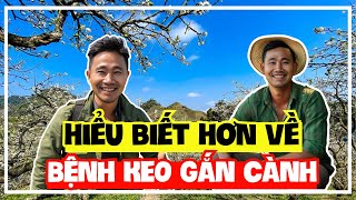 Cây Mận Hậu Bệnh Keo Gắn Cành Và Những Điều Cần Biết Sỹ Nguyễn Official