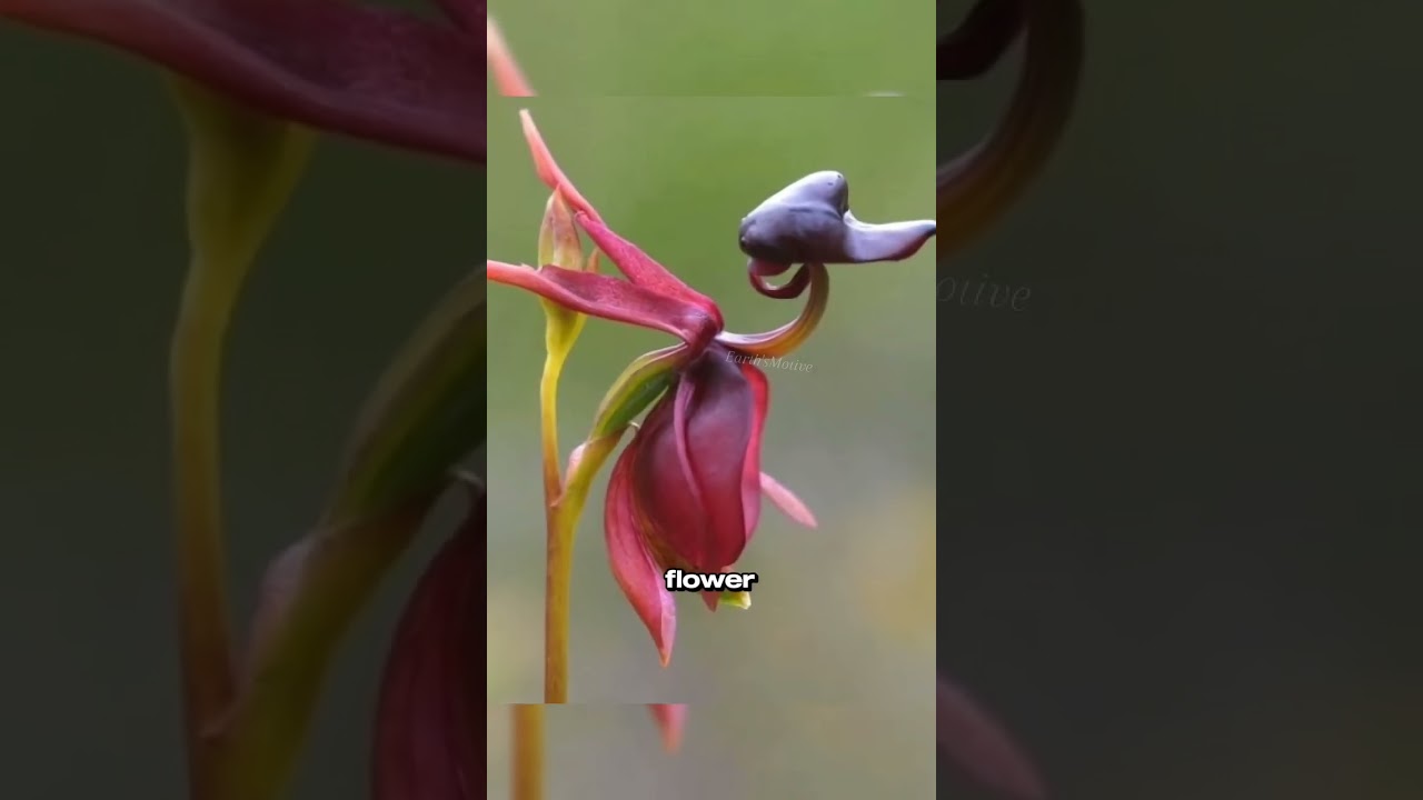 Top 4 Unseen Flowers 💐!!!