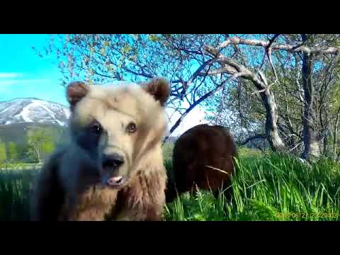 Youtube видео