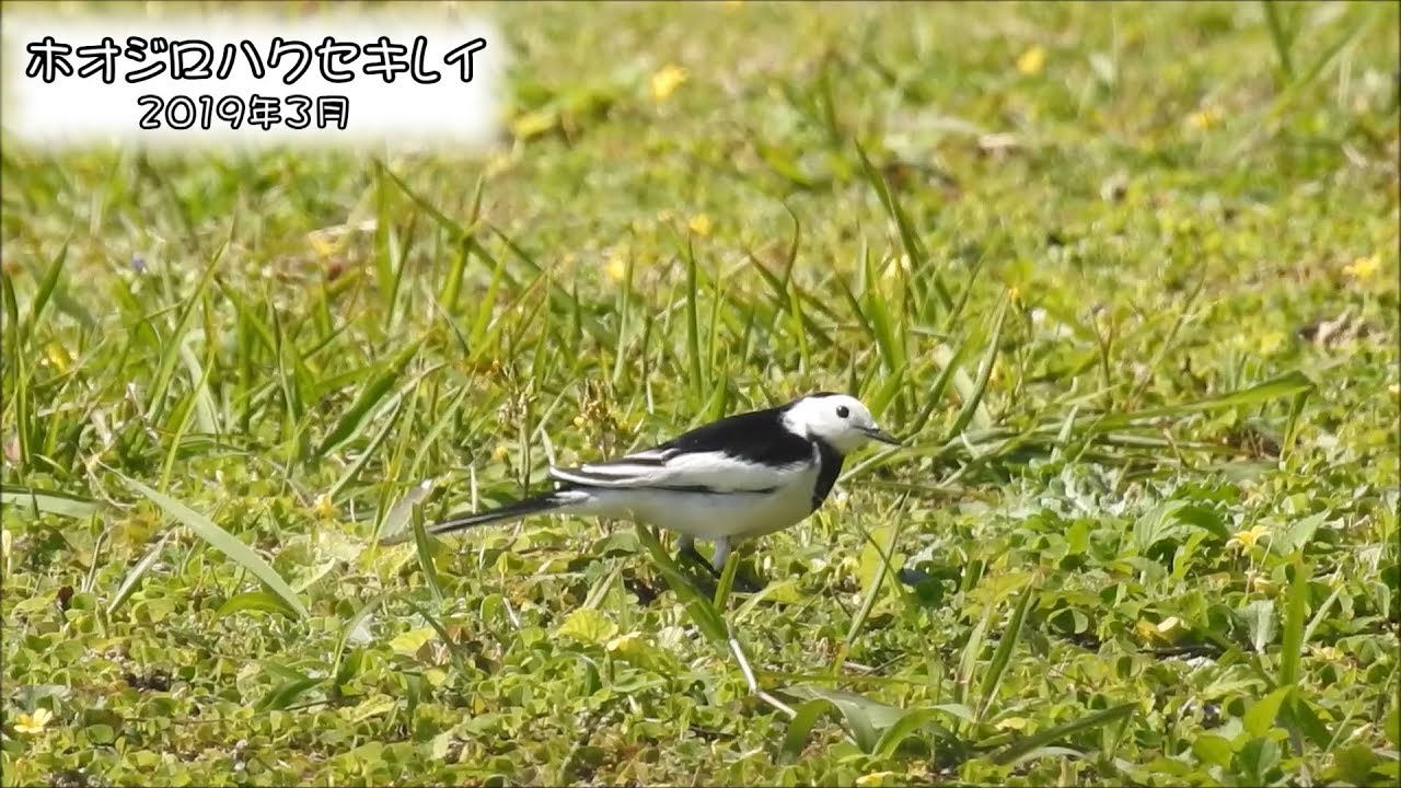 野鳥雨靴 ハクセキレイ（ホオジロハクセキレイ）White Wagtail (Motacilla alba leucopsis)