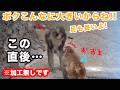 【爆笑】軽やかに危機を回避し、音楽を聴きながらくつろぐパンチくん。市川市動植物園 「パンチくん」Punch the monkey