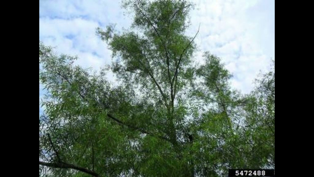 7. Black Willow (Salix nigra)