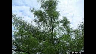 Celebrity 7. Black Willow (Salix nigra) Wealth