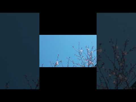 【Original】桜凪ぎ/好きに呼んで/TikTokver.