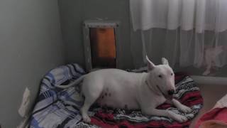 Parto Bull Terrier 1Princes