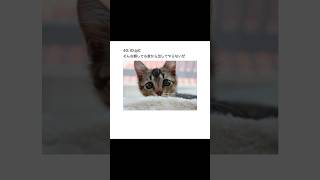 【2ちゃんねる】野良猫を監禁してやったぜ【アフレコ】