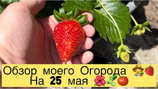 ОБЗОР МОЕГО ОГОРОДА 👩‍🌾🍓НА 25 МАЯ 🍅🌺🥒🍓