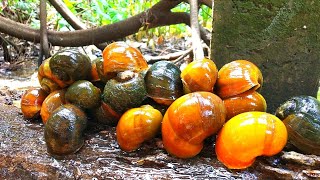 HUNTING SNAILS! Berburu Keong Mas Atau Keong Sawah [Keong Bekicot Siput & Kelomang]