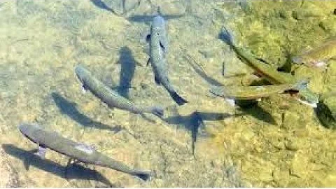 Wie steigen Fische im Wasser auf?