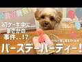 【祝】実家犬誕生日パーティー！初ケーキ堪能中に事件勃発？！【マルプー】マルチーズ×トイプードル