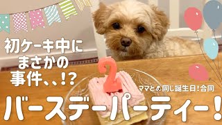 【祝】実家犬誕生日パーティー！初ケーキ堪能中に事件勃発？！【マルプー】マルチーズ×トイプードル