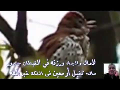 عالتوتة والساقية