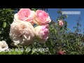 Розы Кордес и Остин. Европейские розы в суровом климате.