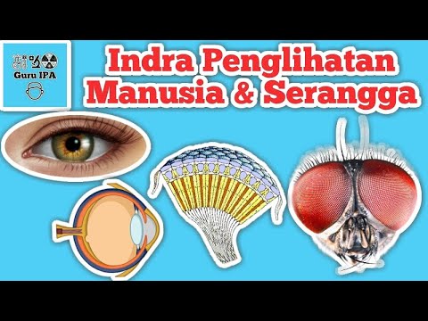 Video: Apa Batasan Penglihatan Manusia? - Pandangan Alternatif