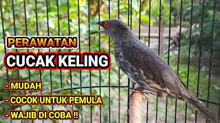 Cara Merawat Burung CUCAK KELING 🐦