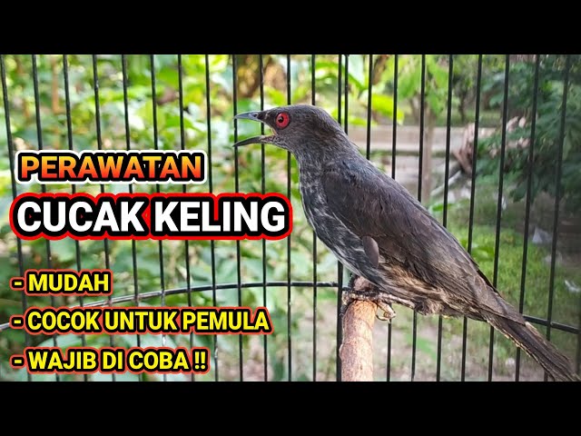 Cara Merawat Burung CUCAK KELING 🐦 class=