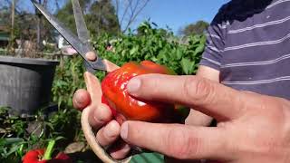 CAPSICUM KAIBIGAN!! by Pinoy na Aussie pa 58 views 1 month ago 5 minutes, 36 seconds