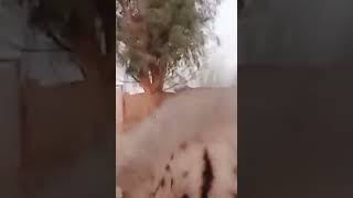 This Hyena Is Very Strange