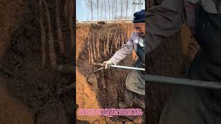 How To Harvest Yam The Deep Dig For A Perfect Root