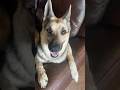 My couch! #girls #short #cute #puppy #dog #funny #music