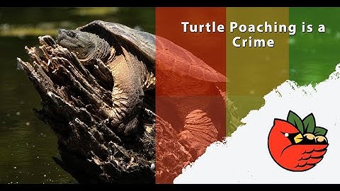 Turtle Poaching Is a Crime