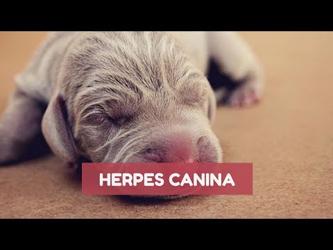 Vídeo: Quão Comum é O Herpesvírus Canino Em Cães?