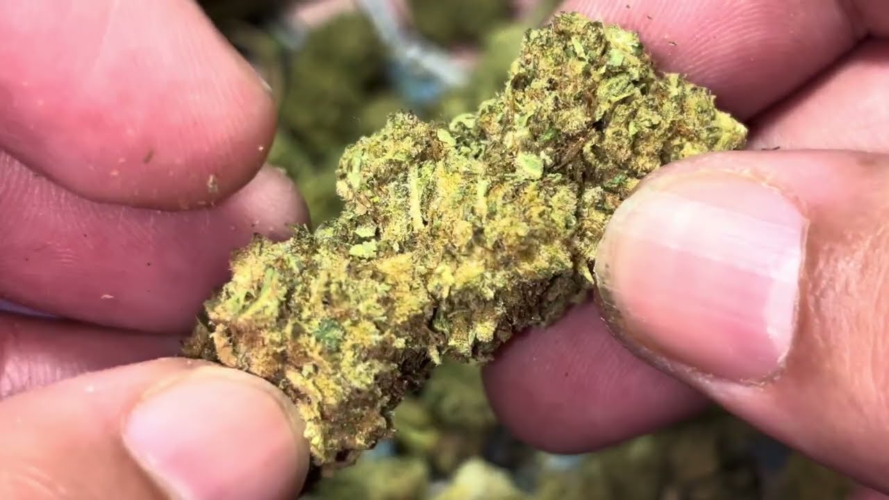 Golden Hour Hemp — ГМО-виноград 🍇Экзотический цветок ТГК за 70 унций 🤔