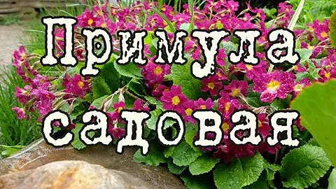ПРИМУЛА садовая или ПЕРВОЦВЕТ – украшение весеннего сада. Выращивание, посадка, уход