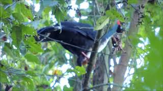 Horned Guan pavo de cacho Guatemala birding