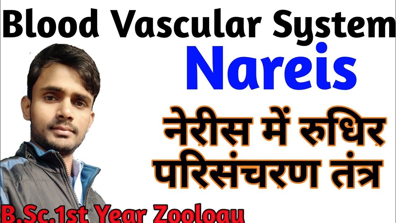 Blood Vascular System in Nereis | B.Sc. 1st year Zoology | Paper-2 | by- Prahalad Sir