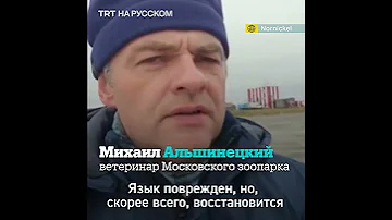 Спасение белого медведя, у которого в пасти застряла банка сгущенки