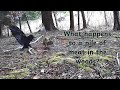 See what happens to a pile of beef in the woods!